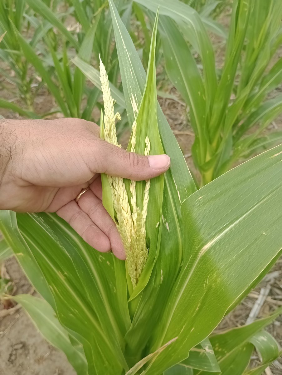 _Saraska's tweet image. Complicado #Maiz #Tardio en #CnelDorrego y a la espera de una lluvia que no llega...