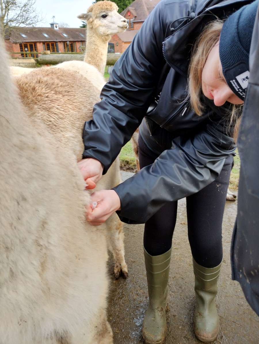 Rebeccavetmed's tweet photo. Week 5 of AHEMS complete! I had an amazing time at @SimplyAlpaca with the lovely alpacas and llamas. I definitely recommend going there for a placement. I learnt lots thanks to Victoria and practised some clinical skills 👁💉🦙
*Permission gained to post photos* https://t.co/srcjX5a83s