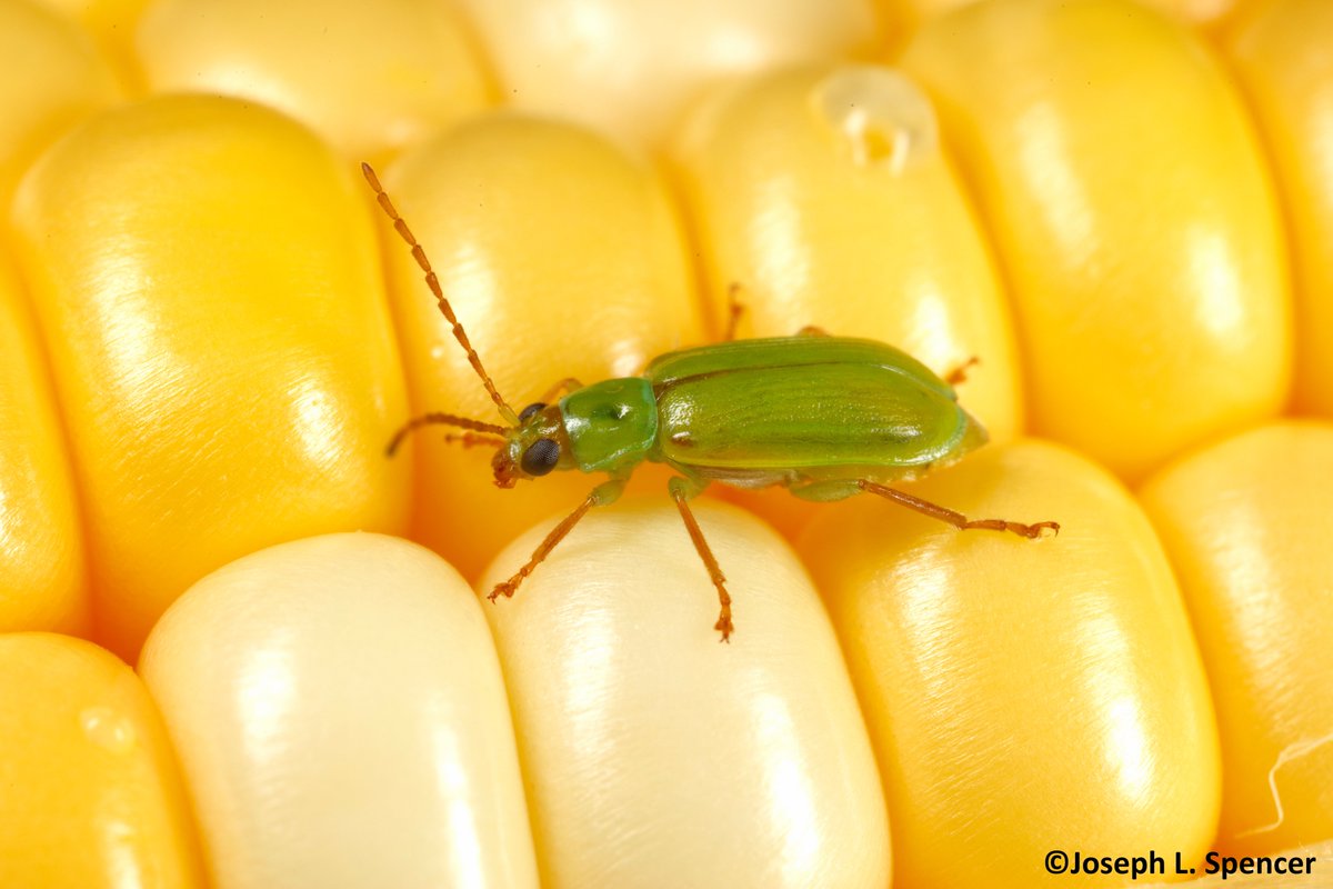 talkingrootworm's tweet photo. “The Good Old Days” #Corn #rootworms #CRW are perennial pests, but only for the last 150 yr. In post-Civil War America, vast areas of corn cultivation allowed CRW to use corn as its new host. The 1st #NCR pest record is from 1874 in MO. Before corn was king, CRW were scarce. https://t.co/A6aDygNuO7