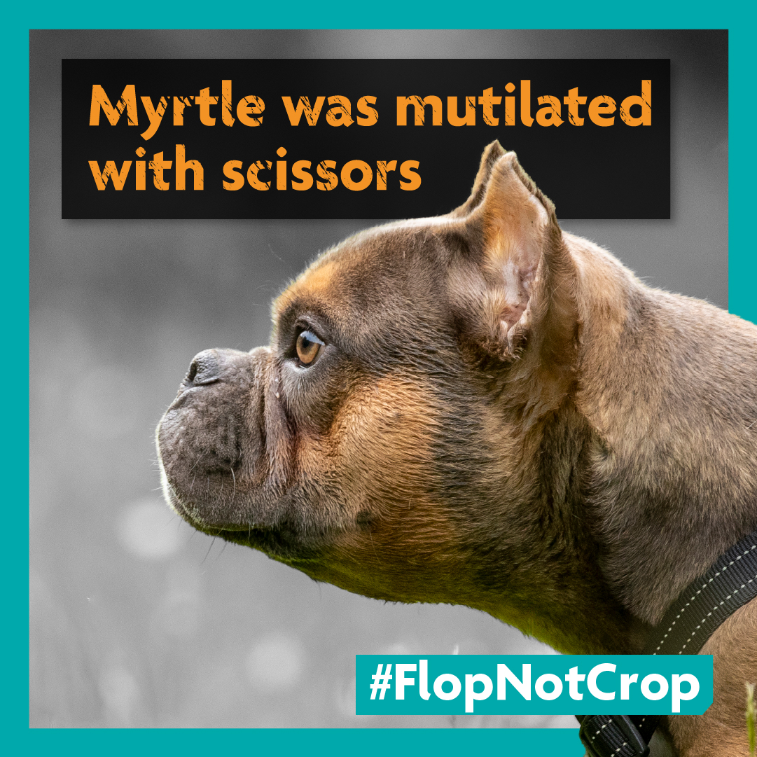 RSPCA (England & Wales) (@rspca_official) on Twitter photo Did you know that it's not illegal to import a dog with cropped ears? More dogs are being imported from overseas having already had the painful procedure ๐
Join us and <a href="/HopeRescue/">Hope Rescue</a> by taking action to crack down on imports of dogs with cropped ears: bit.ly/3Q5NhwA Did you know that it's not illegal to import a dog with cropped ears? More dogs are being imported from overseas having already had the painful procedure ๐
Join us and <a href="/HopeRescue/">Hope Rescue</a> by taking action to crack down on imports of dogs with cropped ears: bit.ly/3Q5NhwA