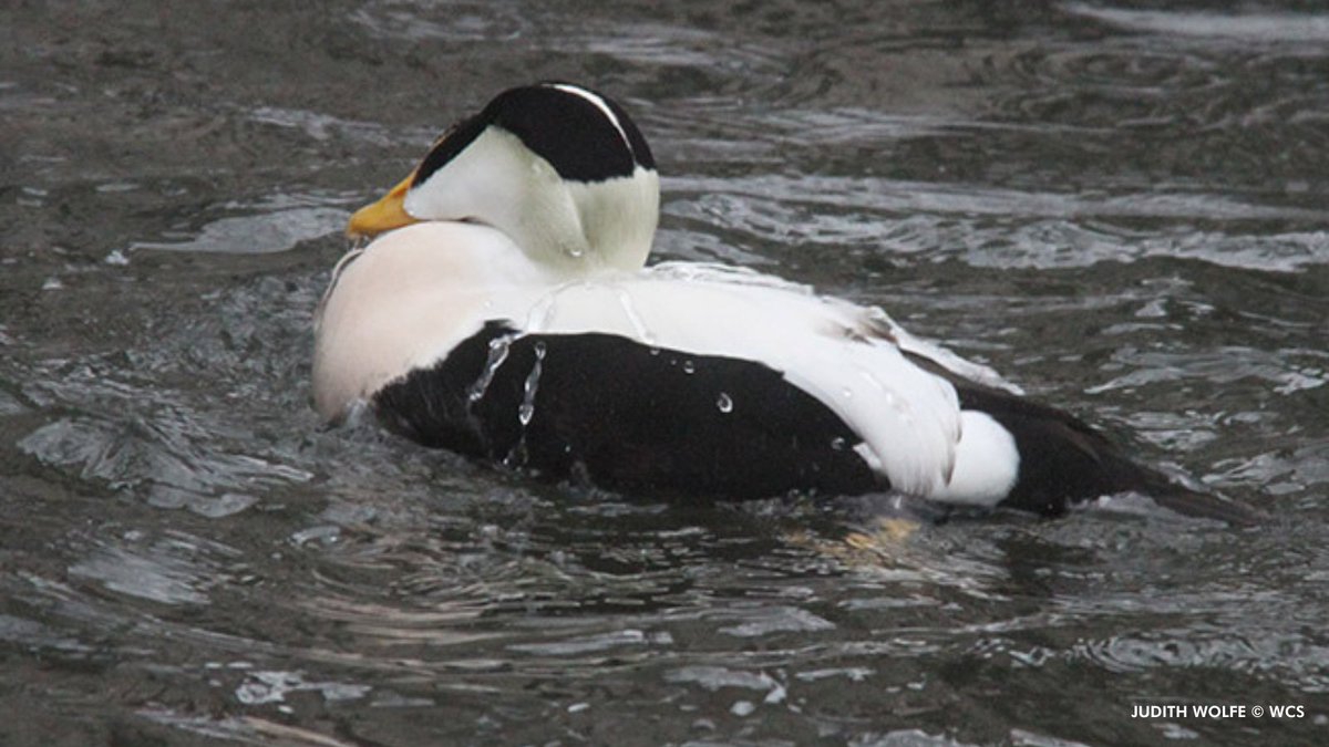 Frosty temperatures won’t get our Pacific common eiders in a flap! Eider down is well known for its insulating properties. These large sea ducks pluck some of their down to line their nests to keep their eggs warm in frigid Pacific coastal climates of Russia, Canada, and Alaska.