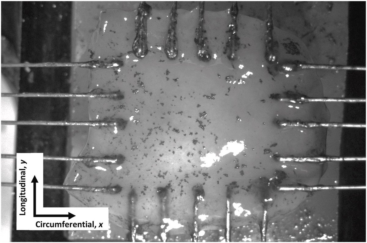 Unveiling the resilience of preserved GI tissue: @byu undergrad Greg  Hirst and team reveal how it retains mechanical properties  post-preservation. A huge help to those who test with tissue that has been preserved frozen.
t.ly/Fhc4B