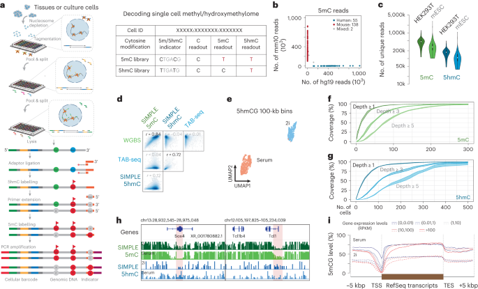NatureBiotech's tweet photo. Simultaneous single-cell analysis of 5mC and 5hmC with SIMPLE-seq - @PKU1898 @chenxuzhu @YiChengqi https://t.co/C56mkquJQj https://t.co/uCEBGMF5Tg