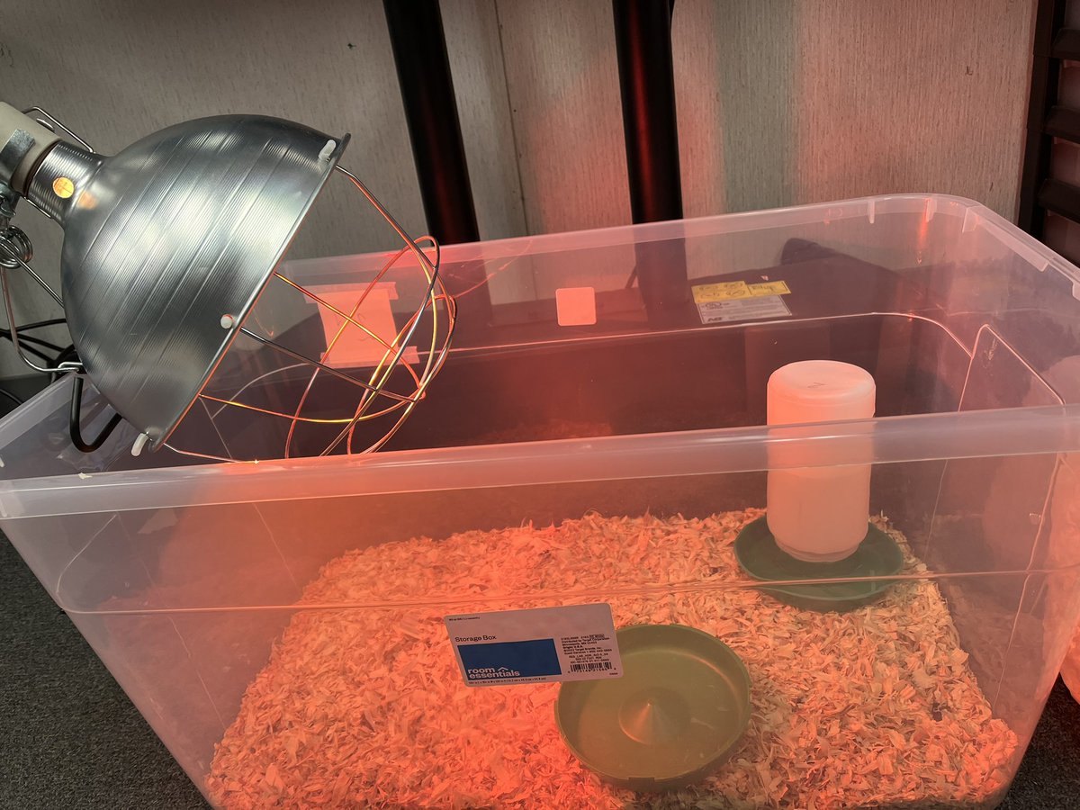 Soon, our new little class family members will join us! We’re all excited!