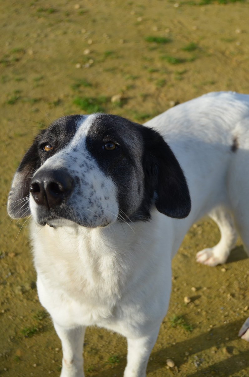 El Buen Amigo (@protebuenamigo) on Twitter photo No se definir a NENA. Es que son tantas cosas buenas que lo que se escriba se quedará corto. Puro amor. Buena, sociable con otros perros. Y "su familia" la abandonó 😔.
2 años y mucho que dar a quien la adopte.
Sevilla y podría viajar.
Escribe a
protectoraelbuenamigo@gmail.com No se definir a NENA. Es que son tantas cosas buenas que lo que se escriba se quedará corto. Puro amor. Buena, sociable con otros perros. Y "su familia" la abandonó 😔.
2 años y mucho que dar a quien la adopte.
Sevilla y podría viajar.
Escribe a
protectoraelbuenamigo@gmail.com