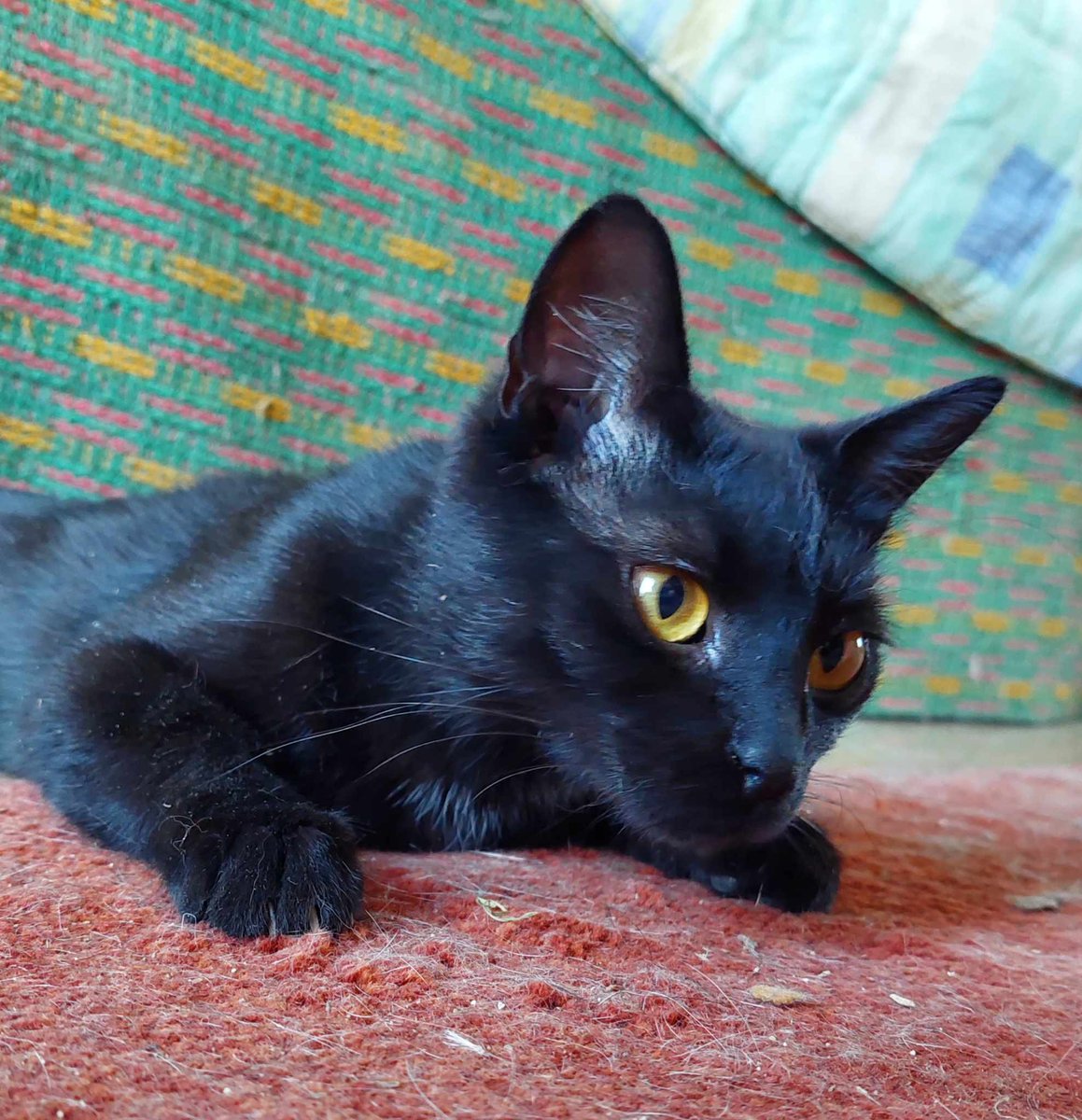 Bez leku Smoluś umrze 😭😭💔

Pomóżmy zebrać chociaż na pierwsze dni kuracji 💔😭😭

Link:
pomagam.pl/ky7mmd