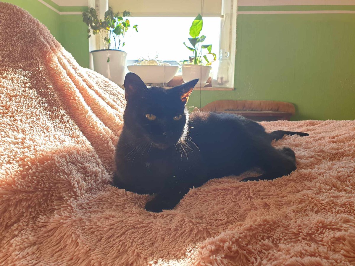 WatershineFarm's tweet photo. A picture of Farah taken on the 28th January 2024. She's currently 15 years old and was fit as a fiddle until the end of November when she suddenly got sick. At first we thought it's just some kind of flu but now it might actually be cancer. :( https://t.co/zu25RkVqmO