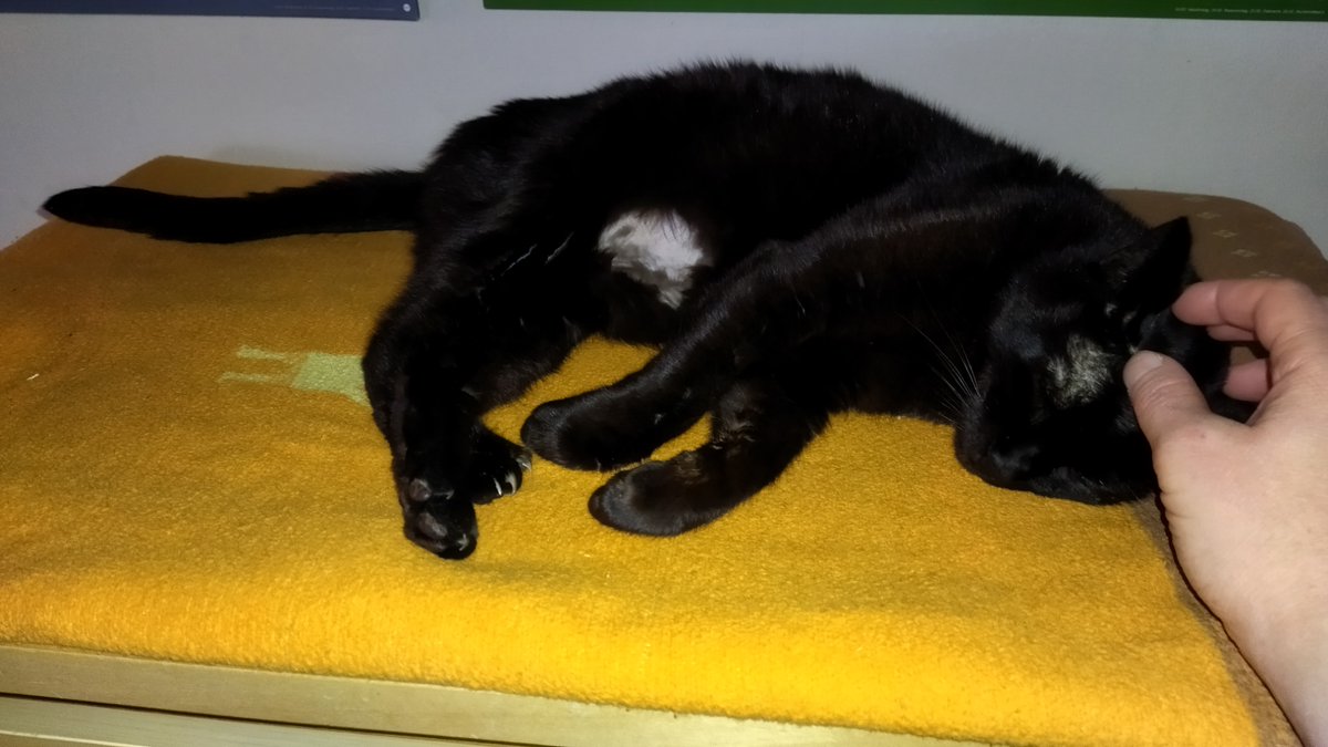 WatershineFarm's tweet photo. We're treating her with cortisone and chemo pills. But at the moment we don't know if she maybe has another year left at my side or just a couple more weeks. The treatment is ongoing, the next vet appointment next week, further updates will follow. https://t.co/MNnI7mKfm5