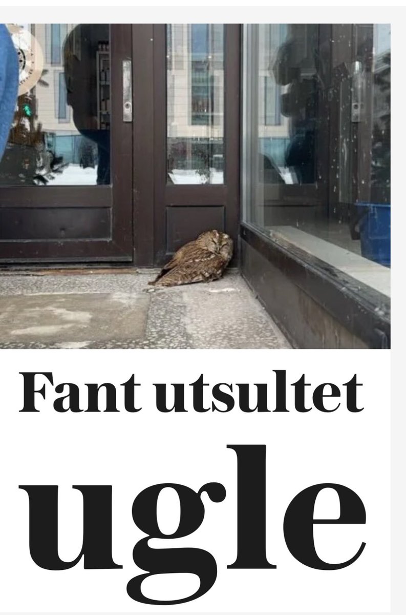 Øystein Johnsen tweet media