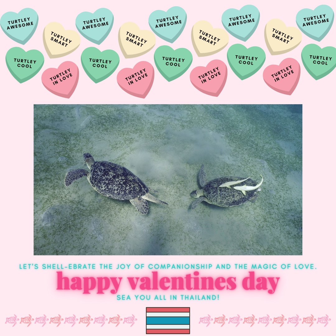 Happy Valentine's Day to all the turtle lovers out there! 🐢🩷
We can’t wait to be all together in Thailand! 🇹🇭✨🫶🏻