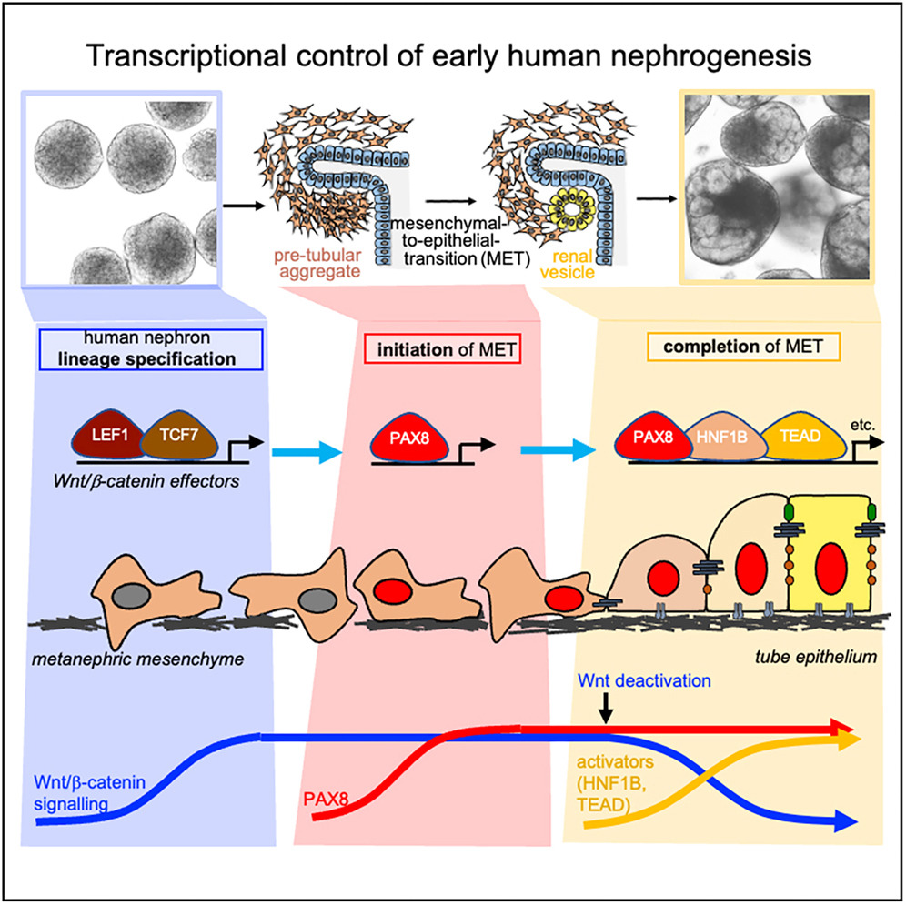 Dr. @katjaroeper and colleagues including Drs. @jpnigby, Julie Williams, @drbstewart & @ClatworthyLab used renal organoids, which recapitulate nephrogenesis, to investigate mechanisms controlling renal mesenchymal-to-epithelial transition. @MRC_LMB 🖨️ bit.ly/3wiHV94