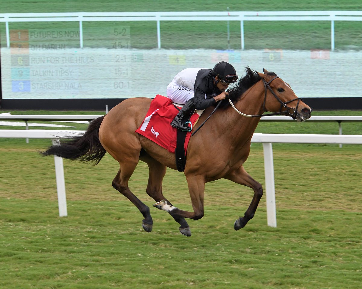 GulfstreamPark's tweet photo. Future Is Now goes gate to wire in the 8th race. @luissaezpty rode for trainer @trombetta_mike, and owner/breeder R. Larry Johnson. #GulfstreamPark #ChampionshipMeet https://t.co/3jXnByncSN