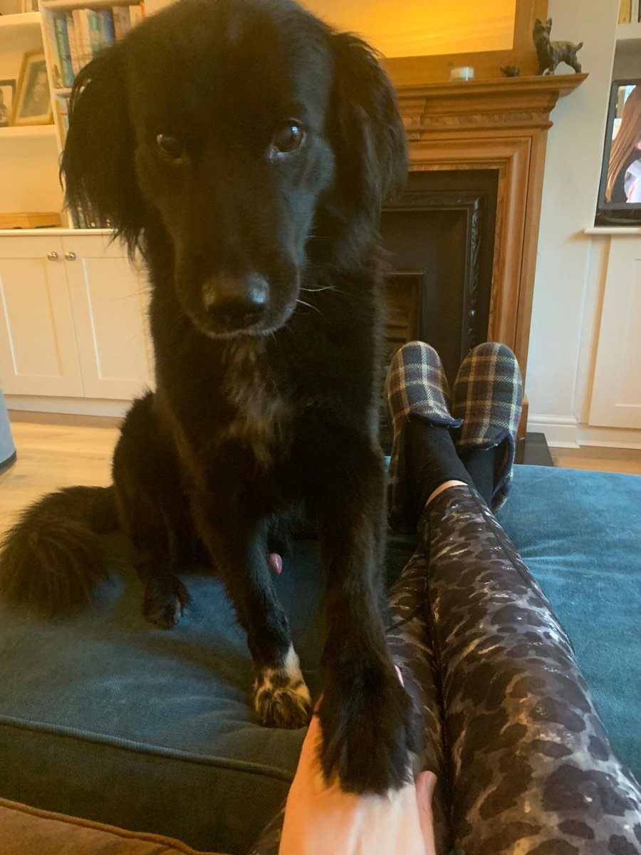 Urgent, please retweet to HELP FIND CHUCKY, STOLEN #OXFORD #OXFORDSHIRE #UK 'Please help. Someone took my dog today from outside the local shop in Florence Park Rd Oxford. Chucky is 16 and black with one white foot and a white patch on his chest. DETAILS👇…