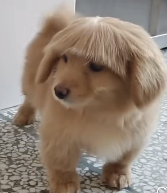 jooniepupp's tweet photo. maybe this? 👀 🐶 #joontriever #준트리버 #RM https://t.co/x7o9CtD4mL