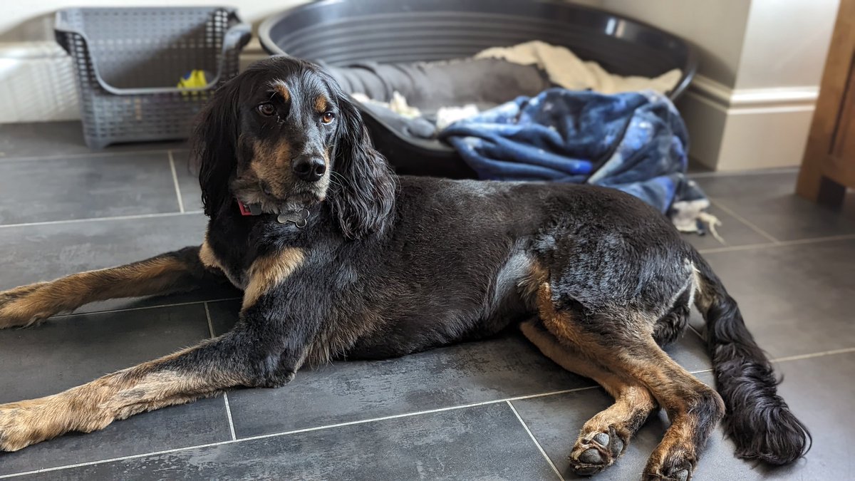 stupotnick's tweet photo. @DurhamPolice @DurhamCouncil Just a smaller version of my boy Buddy!! https://t.co/ysJIy0Hon7