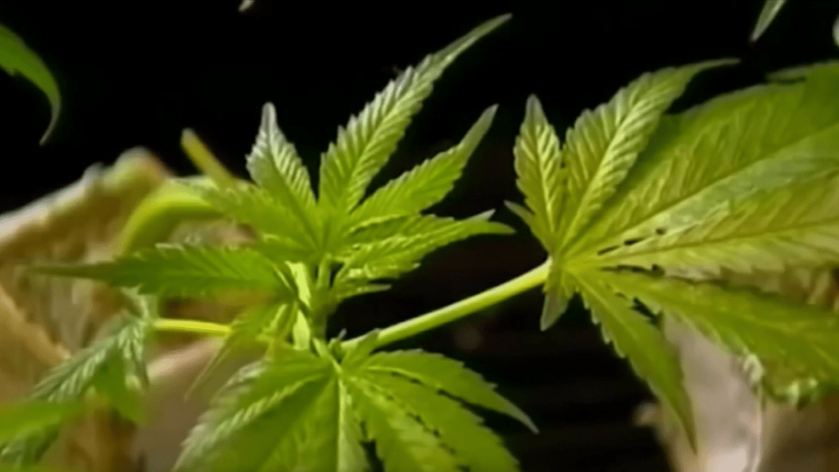 What consumers should know about #cannabis in #Texas bit.ly/49fnIPU