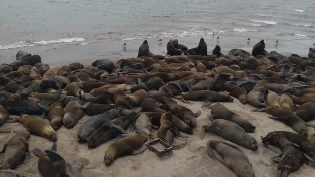 Mamíferos Marinos UNMdP tweet media