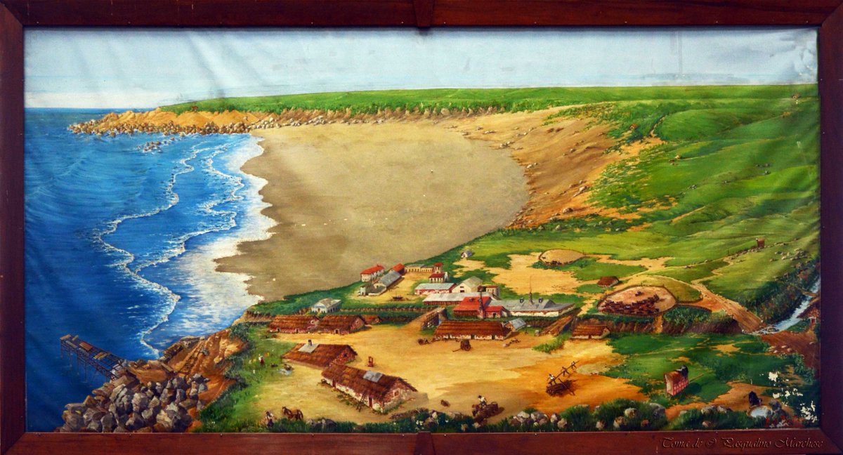 Mamíferos Marinos UNMdP tweet media