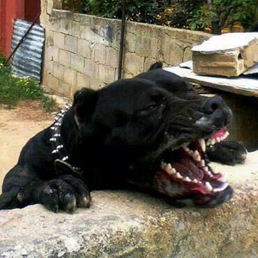 PostingOften's tweet photo. What would you name this dog? https://t.co/MUyNNKcAbH