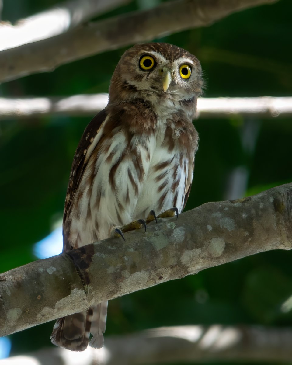 CarenJahre's tweet photo. Ferruginous Pygmy-Owl in Santa Clara, Panama. #birdwatching #birdphotography #BirdsSeenin 2024 https://t.co/ZcwtDvhahk