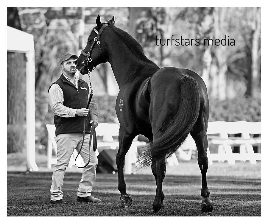 LisaGrimm9's tweet photo. Ahhh the memories come flooding back on this day …. It’s #LONHRO Plate day at Royal Randwick today 🖤 
I absolutely treasure every image I have of him. https://t.co/9J8LhMuVce