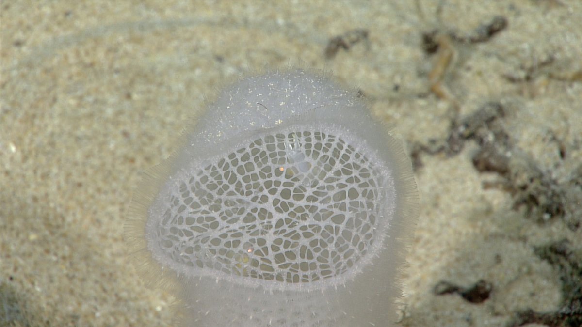 DOSI (@deepstewardship) on Twitter photo 💙Celebrate your love for the ocean with this week's DOSI Deep-Sea Round Up - a #valentines special!
We explore vent microbes, share new job opportunities and more.
👉dosi-project.org/dosi-deep-sea-…
📷 <a href="/oceanexplorer/">NOAA Ocean Exploration</a> 💙Celebrate your love for the ocean with this week's DOSI Deep-Sea Round Up - a #valentines special!
We explore vent microbes, share new job opportunities and more.
👉dosi-project.org/dosi-deep-sea-…
📷 <a href="/oceanexplorer/">NOAA Ocean Exploration</a>
