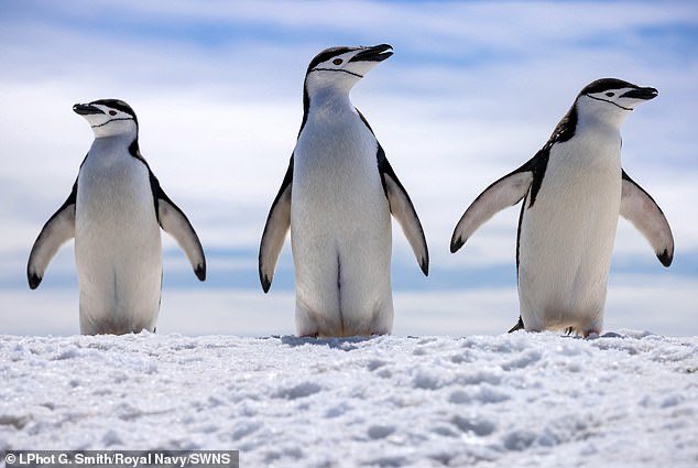 TheNorskaPaul's tweet photo. Our #RoyalNavy sailors been doing their bit to keep the #Antarctic clean with a colony of Chinstrap penguins watching !
The crew of polar research ship #HMSProtector removed three tonnes of waste from Brabant Island left by expeditions in the 1980s.
The #OneTonneChallenge was issued by First Sea Lord, Admiral Sir Ben Key & instructs sailors to remove one tonne of rubbish from a beach when off-duty.🐧