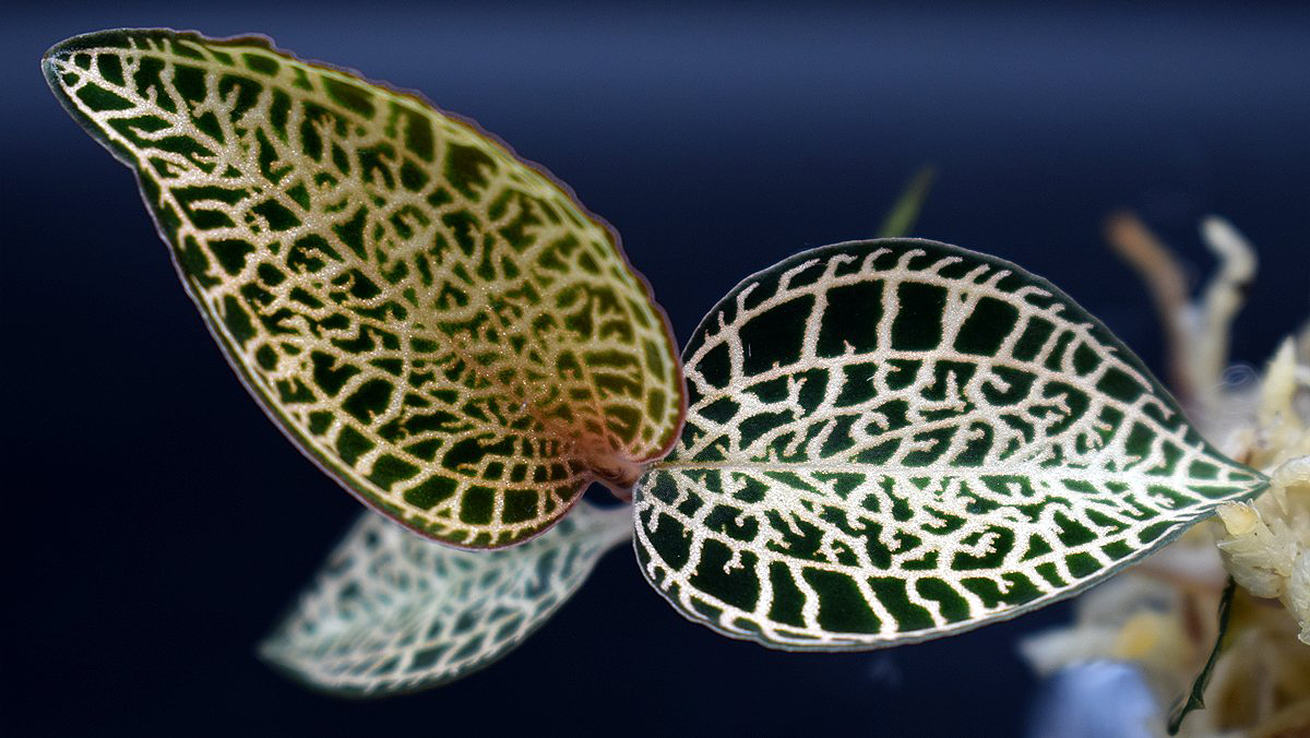 yasube052's tweet photo. 連休の方・仕事の方👍
今日も楽しんでまいりましょう‼
Anoectochilus roxburghii Light
#Anoectochilus #roxburghii #ジュエルオーキッド https://t.co/eQ1yngRuAy
