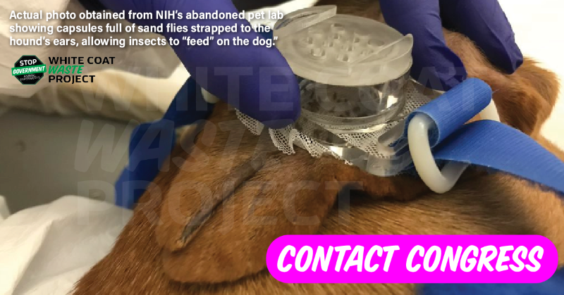 WhiteCoatWaste's tweet photo. URGENT: the NIH has been funding experiments on ABANDONED PETS. Discarded DOGS are fed to hungry sand flies, eaten alive, and killed. Your tax bill? $10M!  Our new investigation proves it was funded by Dr. Fauci.  Demand Congress END U.S. government dog testing!