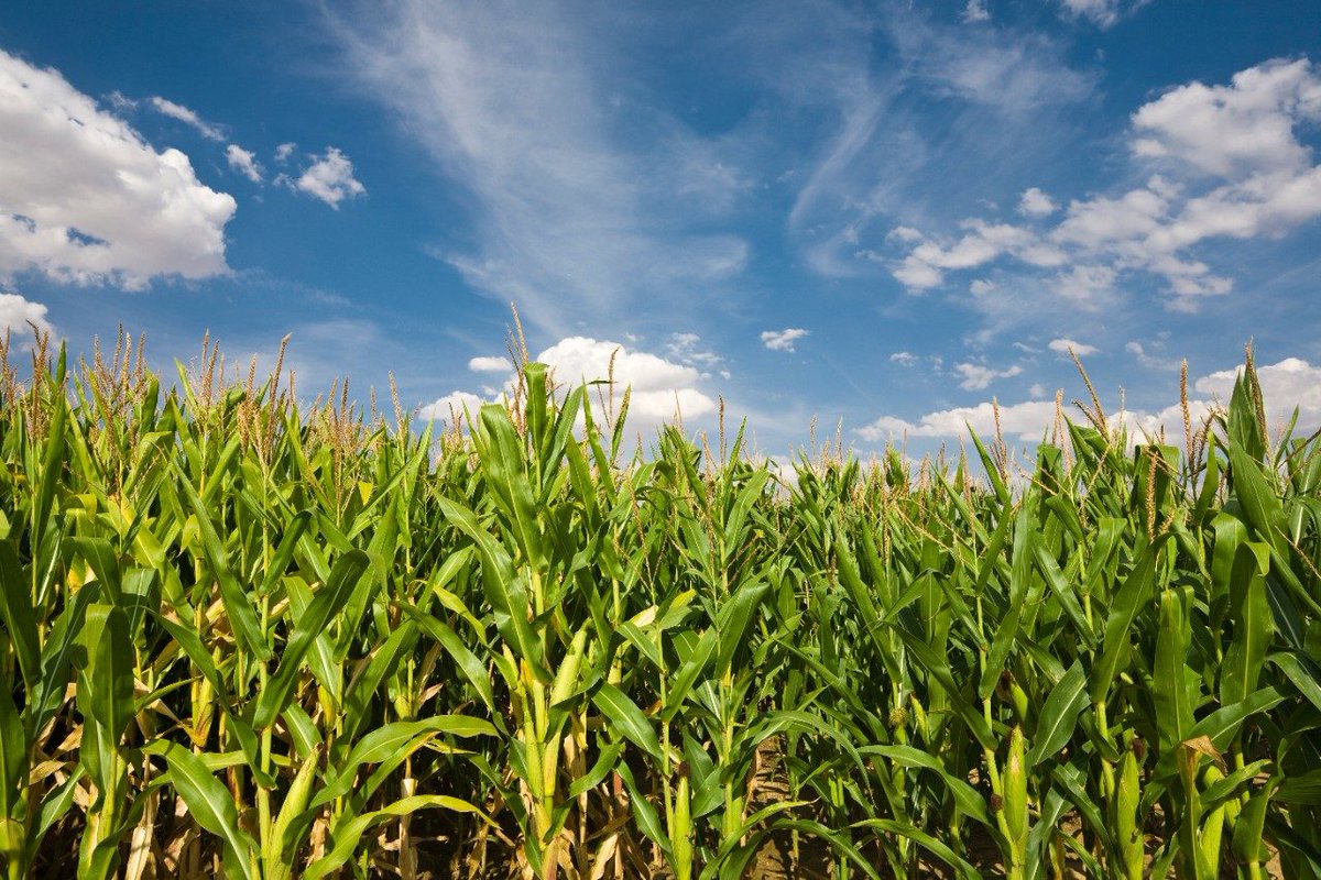 BASFAgProducts's tweet photo. Surtain™ herbicide has received registration from the U.S. EPA. Surtain’s innovative technology offers growers a wide application window ranging from pre-plant through early post-emergence with control or suppression of 79 key broadleaf and grass weeds. https://t.co/ITvW2BnmsE https://t.co/EUwj4oBbPD