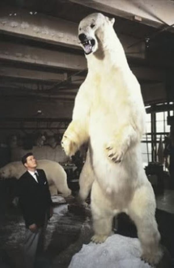 JoseLuis_C_'s tweet photo. @RSebaRand @0800Cj Súper justa contra el oso polar. https://t.co/zQBUEgLc99