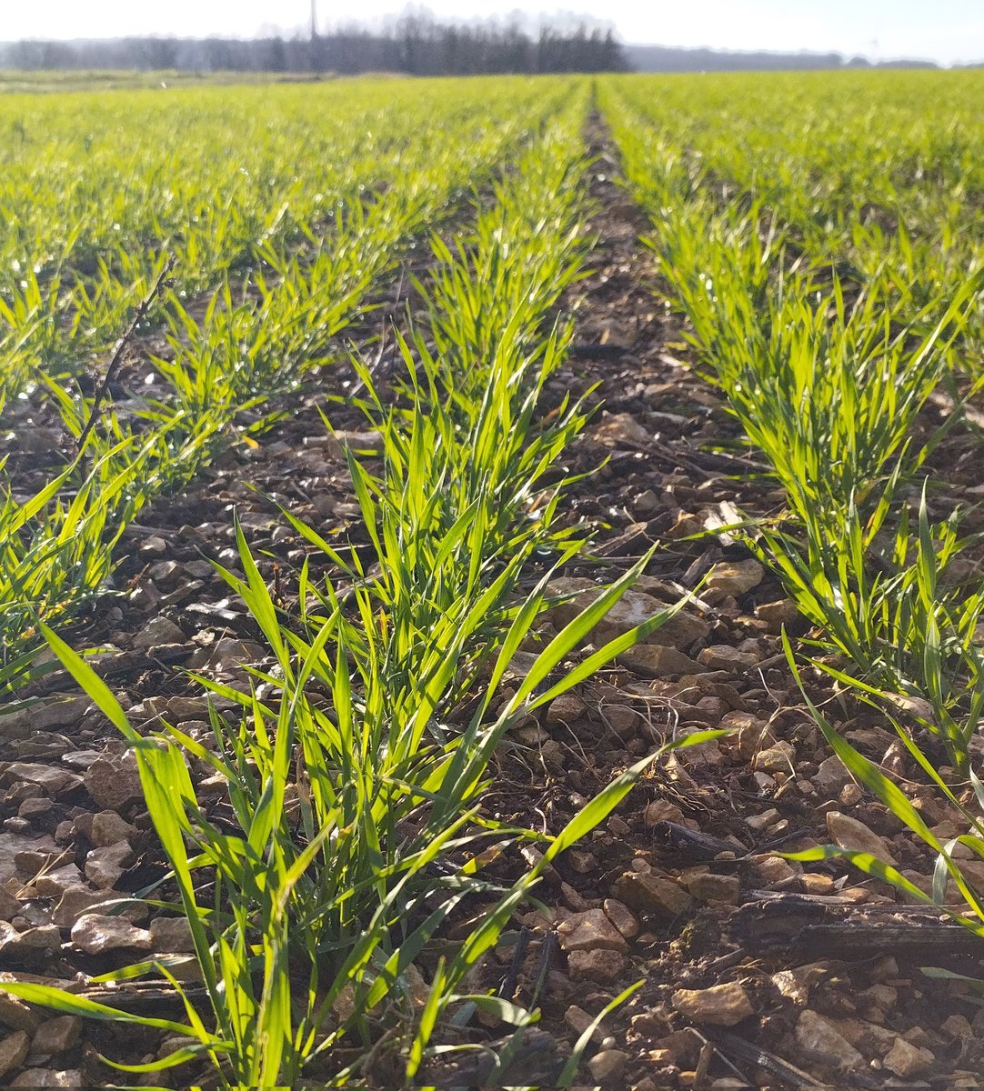 Guillaume Delusset tweet media