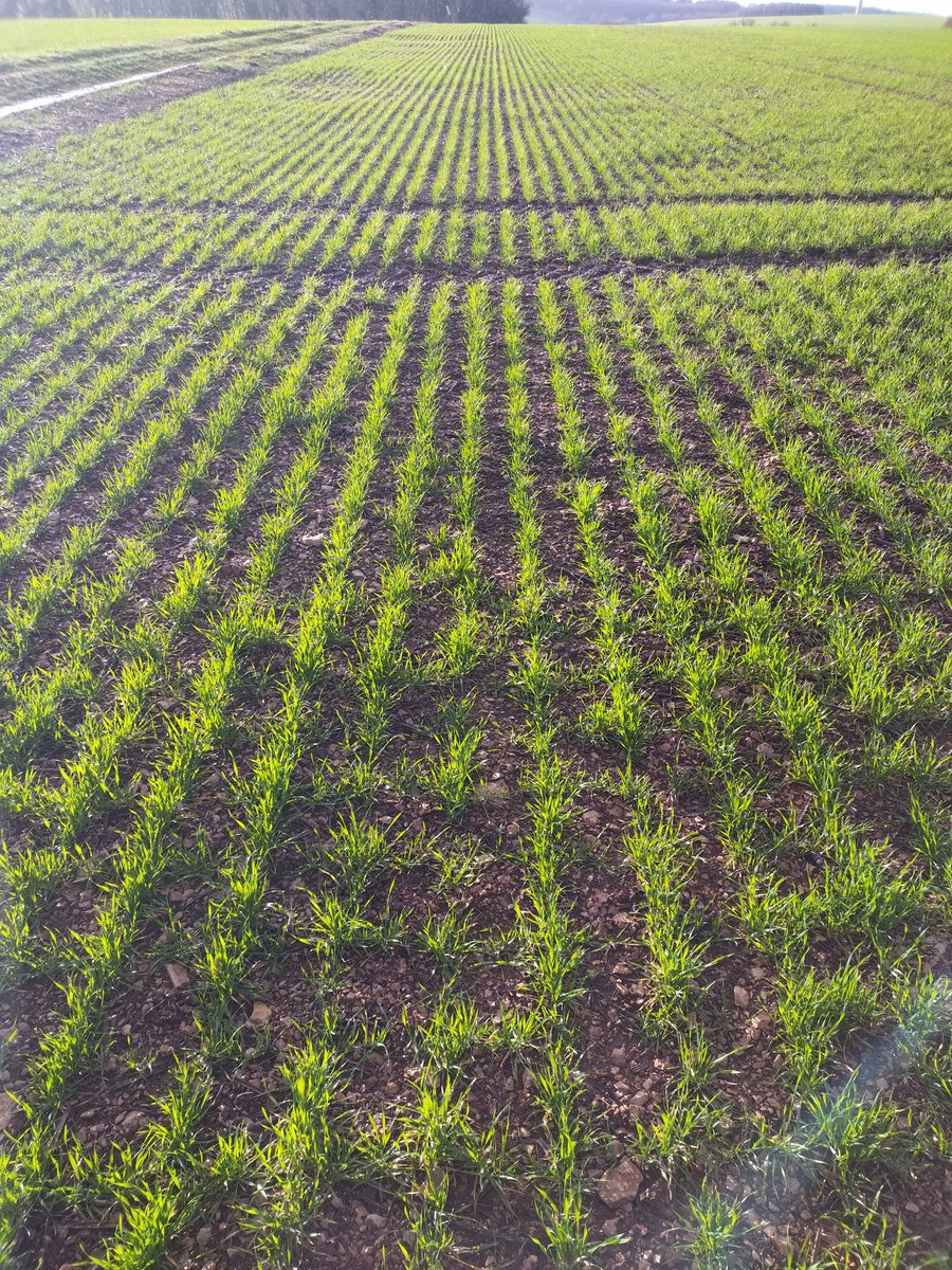 3 mois après semis du blé 👌

x.com/G_Delusset/sta…