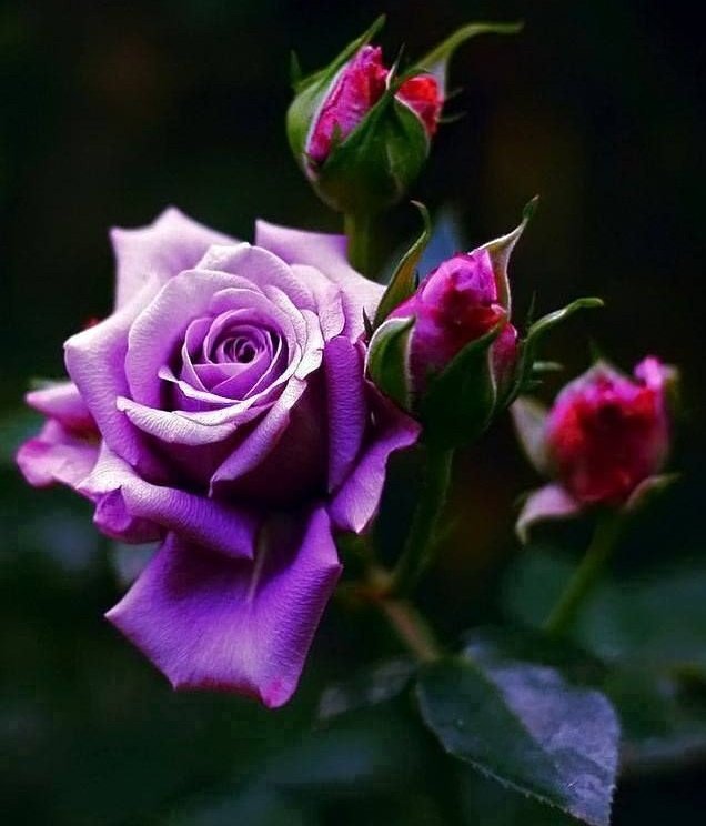 CorellaTej7982's tweet photo. #purple #purplelover #purplerose #rosamorada #morado #rose #garden #Blossom #gardens #nature #NaturePhotography #photo #WeekendVibes #weekendroses #misty https://t.co/SvgBkWT49b
