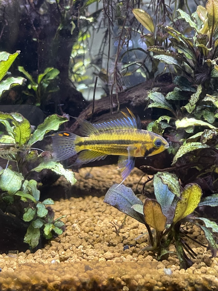 途絶えたと思ってたら
居た。
スラム水槽でこの種は♀だけしか残ってないと思ってたのにさり気無く生き延びてた♂っぽいやつと
ブセ水槽で♀4匹だと思ってたやつが1匹♂だった。
ちょっと悩んじゃう状況だな。
さて
この2種類が何か当てられる人は
多分私の事大好きな人だな。
難易度高め。
#アピスト