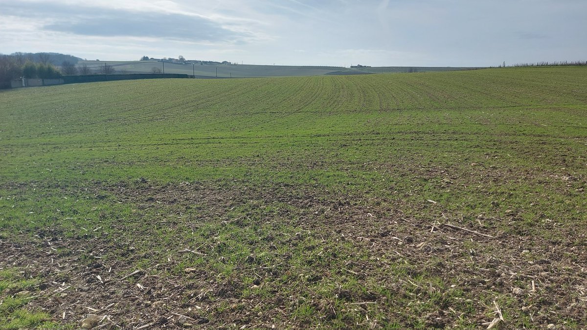 Un peu de 2 mois sont passés après le semis. Le résultat est plus que correct 😁 #blé2024