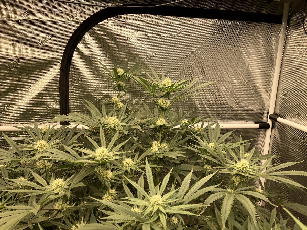 GoatGrowsWeed's tweet photo. Flower Day 26.
Yep.
#goatgrowsfollowalong #currentculture #cch2o #rdwc #cropsalt #cannabis #love #growyourown #stonerfam #weed #root #bud #porn #CannabisCommunity #stoners #stonerchick https://t.co/Z0Fg2HvgwZ