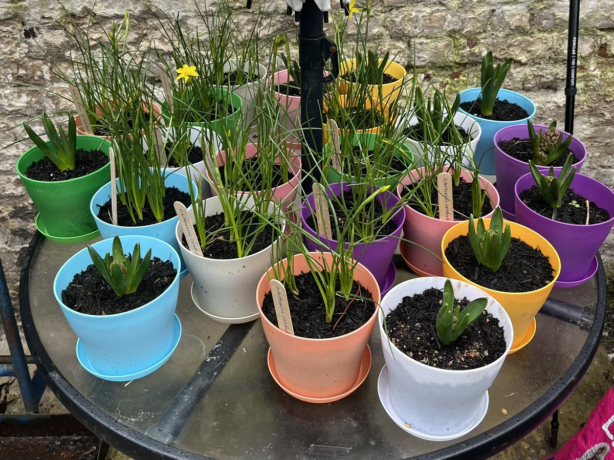 At lunchtime today I took a load of hyacinth and narcissus bulbs in pots up to @sccoopstreatham, for sale now! Go to the community garden or to the @rookerymarket a week tomorrow.