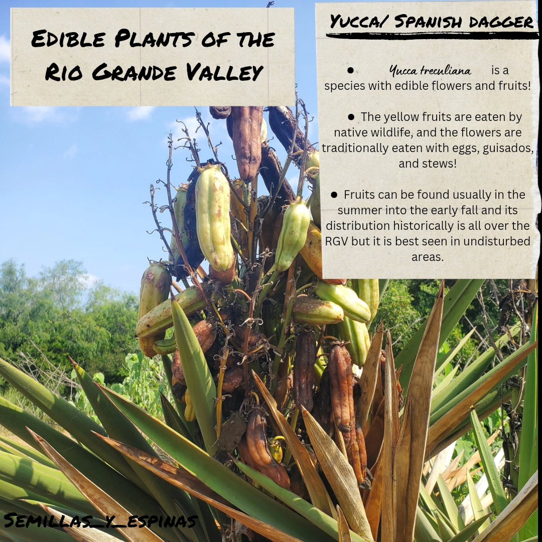 Edible native plants have ties to the culture and history of local areas. By conserving the thornforests of the Rio Grande Valley, we are maintaining the cultural ties that local people have with the native ecosystem. <a href="/AmericanForests/">American Forests</a>