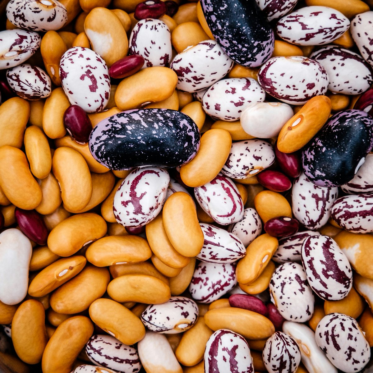 It's World Pulses Day today (Feb 10)🫘🫘 We @UniversitySA @usceduau @ARENA_UniSA are interested in legumes, beans & lentils used in cooking & food prep in Australia Permanent residents of Australia over 18yr can participate in this short 10-minute survey unisasurveys.qualtrics.com/jfe/form/SV_bl…