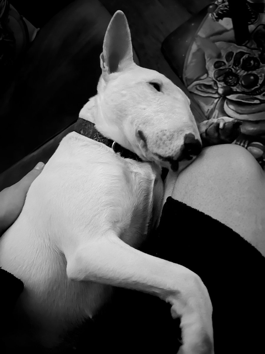 The Win Pig 

ARF!!

#bullterrior