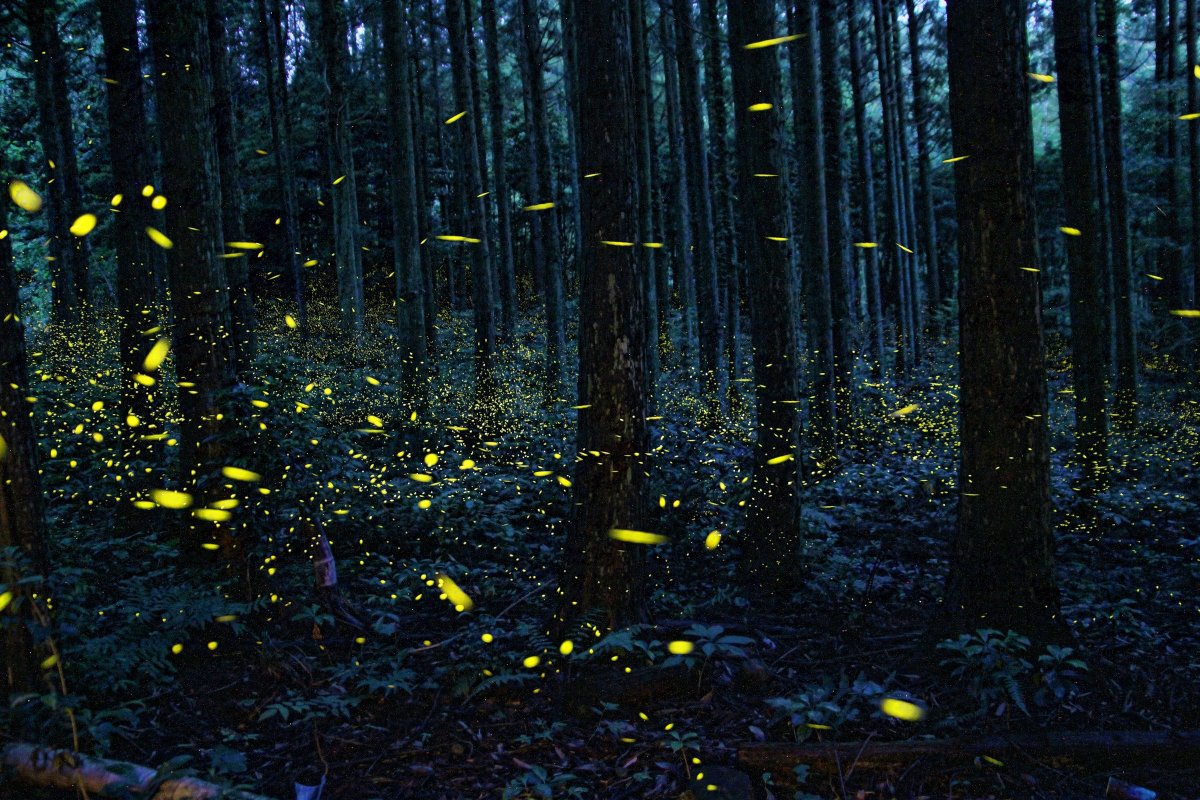 WIRED's tweet photo. Fireflies are enchanting, but you only spot them for a moment before they disappear. 

Photographer Kei Nomiyama captures their dazzling glow with long exposures in the forests of Japan, suspending hundreds of fireflies in mid-air. 

📷: Kei Nomiyama https://t.co/HHeGIm4LZF