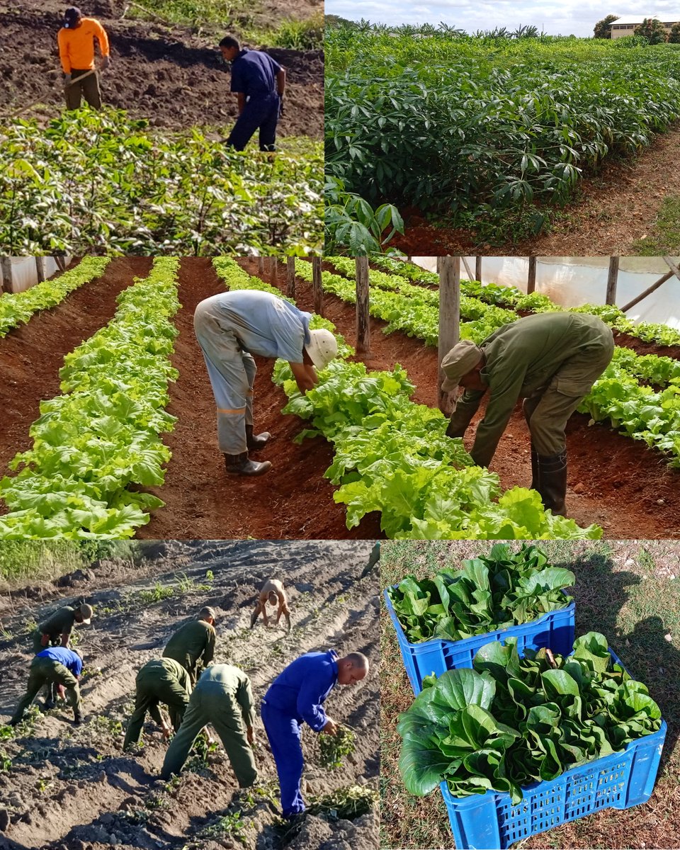 EjtoOccidental's tweet photo. 🔴🔵| La dedicación de los miembros del Ejército Occidental hacia la producción de alimentos es un ejemplo de compromiso. Su labor no solo alimenta cuerpos,sino que también alimenta la solidaridad y el trabajo en equipo. #GenteQueSuma en la agricultura. 🇨🇺 https://t.co/WZ4SEVvBSR