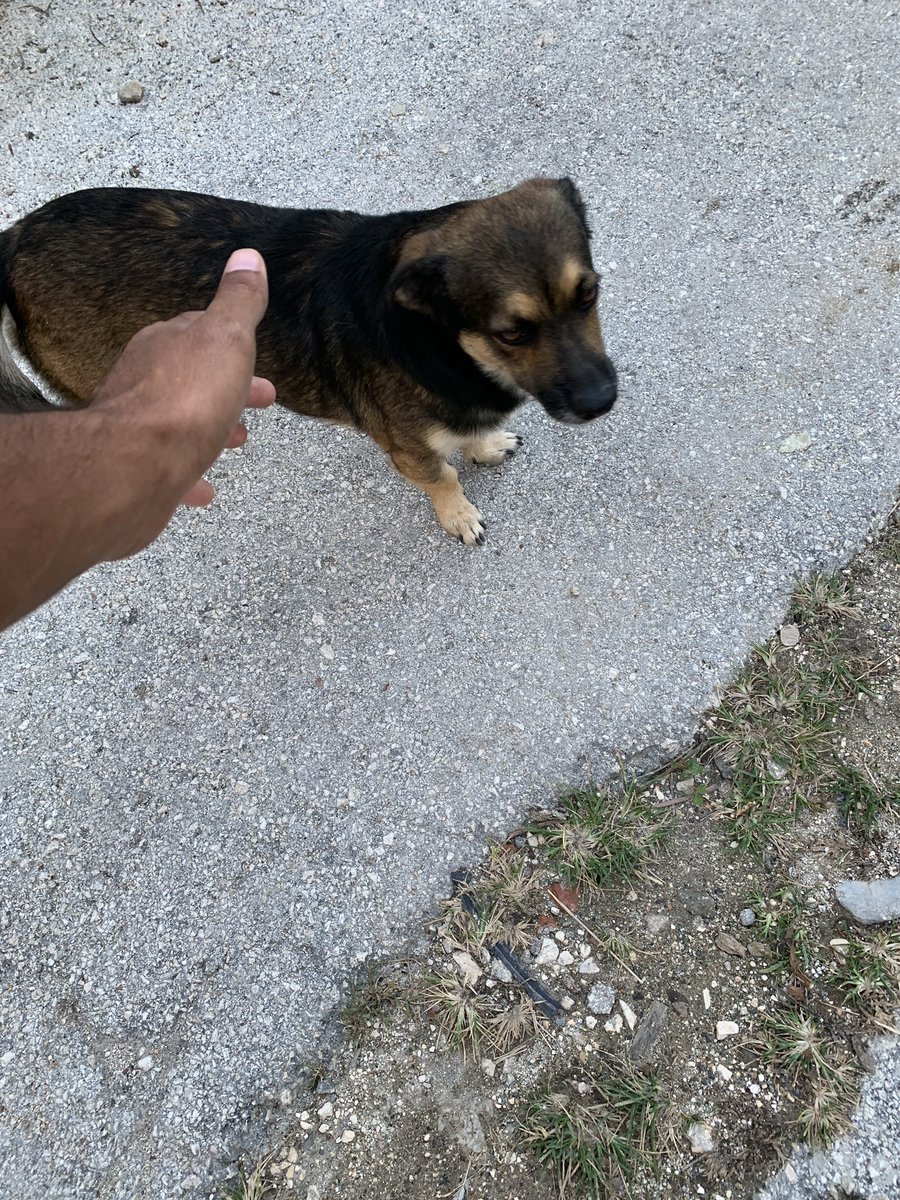 jazz__suarez's tweet photo. Gente random: Los perros callejeros no se deben tocar xq tienen enfermedades.
*Yo cada vez que veo un perro : https://t.co/isFIi2JFM6