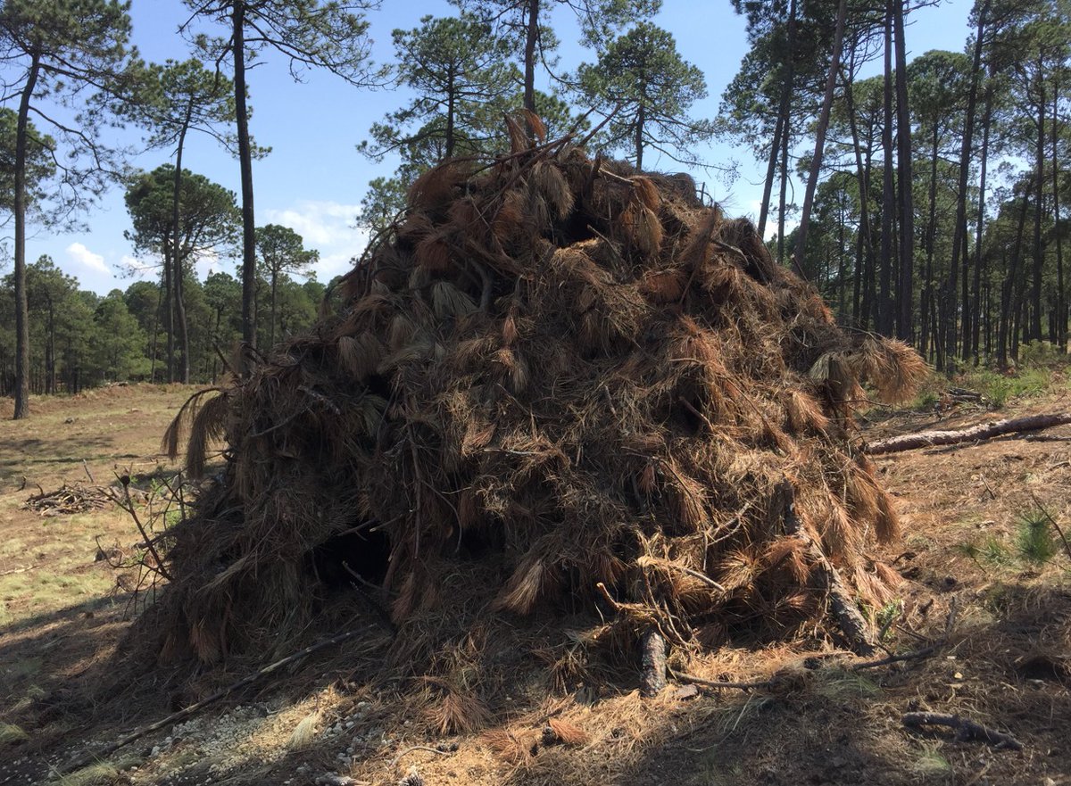 CONAFOR's tweet photo. En ocasiones se piensa que el manejo forestal 🪵🪚 es contrario a la conservación de la biodiversidad. 🌸🌳🌲🪺

Pero el manejo forestal sustentable ♻️ también incorpora criterios de conservación. 🍃🌿🌵 https://t.co/HaKQH5huYl