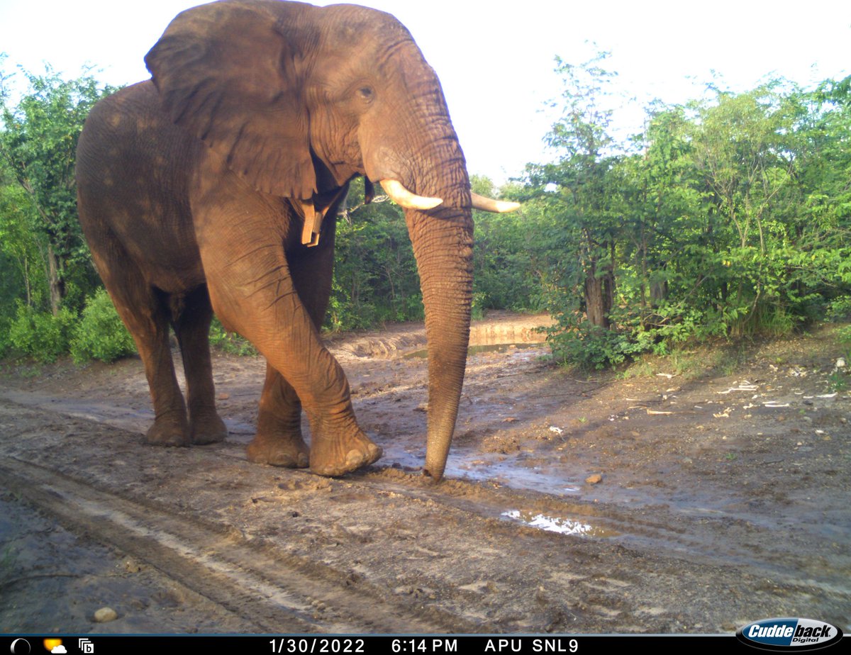 SAFCP (@safcp_org) on Twitter photo Shout-out to to one of our favorite partners <a href="/CuddebackTweets/">Cuddeback Digital</a>. Cuddeback camera traps are deployed all over Africa helping protect endangered species. This majestic African Elephant was captured on an SAFCP donated camera in Zimbabwe. Shout-out to to one of our favorite partners <a href="/CuddebackTweets/">Cuddeback Digital</a>. Cuddeback camera traps are deployed all over Africa helping protect endangered species. This majestic African Elephant was captured on an SAFCP donated camera in Zimbabwe.