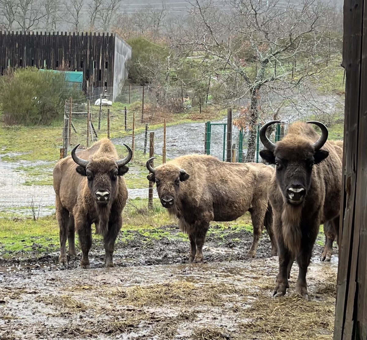 Yasodhara López (@lopez_yasodhara) on Twitter photo En la #montañapalentina hay este proyecto tan interesante!! <a href="/BisonBonasus_/">Bison Bonasus</a> gracias por esta visita de 10! #sancebriandemuda En la #montañapalentina hay este proyecto tan interesante!! <a href="/BisonBonasus_/">Bison Bonasus</a> gracias por esta visita de 10! #sancebriandemuda