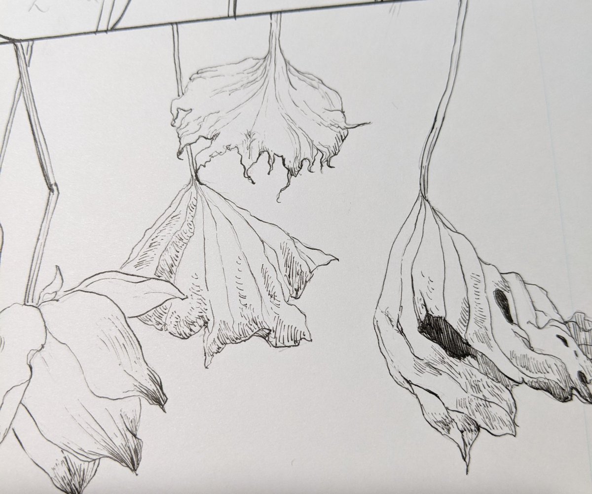 枯れた植物を描くと、人物を描くときの2倍の集中力がでます。
54ページ目! 