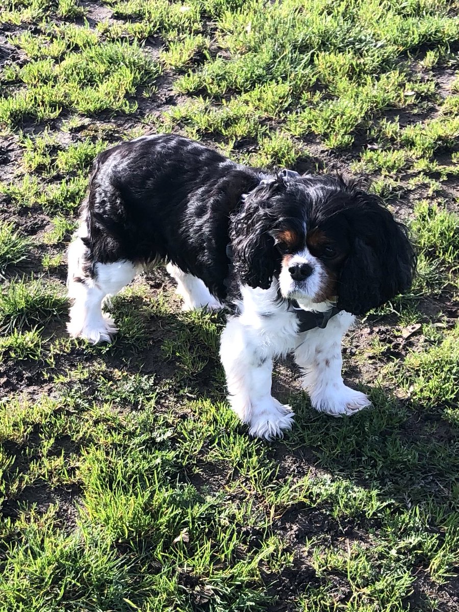 Got some off leash time this week!