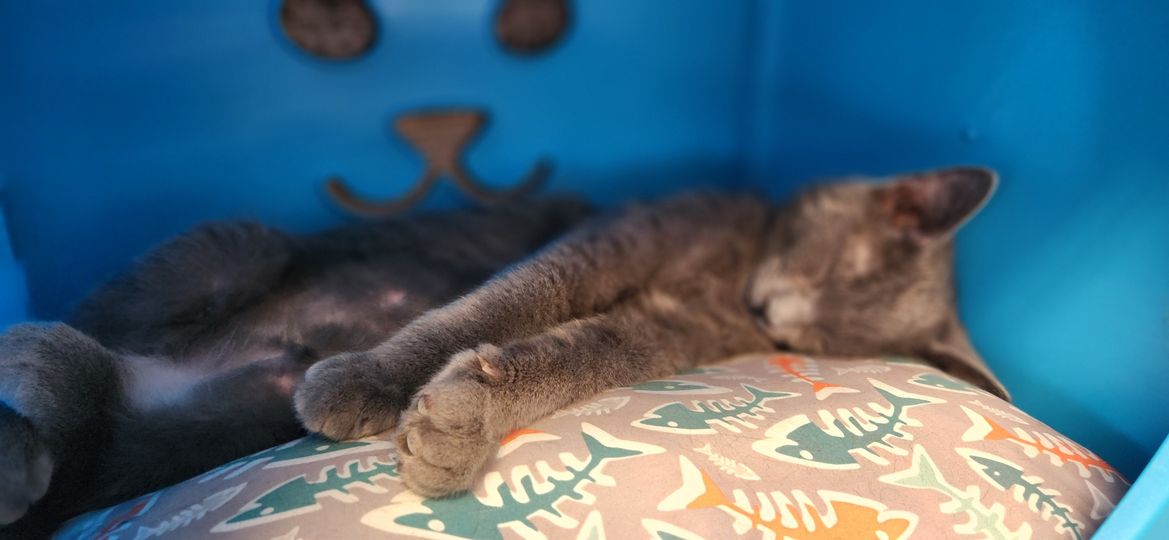 MeWowCatCafe's tweet image. What a day!  Thanks everyone for coming in to play with us!  😽❤🐈🐈❤ #mewowcatcafe #catcafe #sleepycats     #catlovers #doylestownkitties